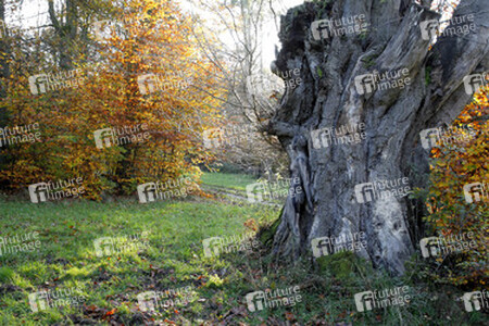 Herbst / Autumn Bodypainting