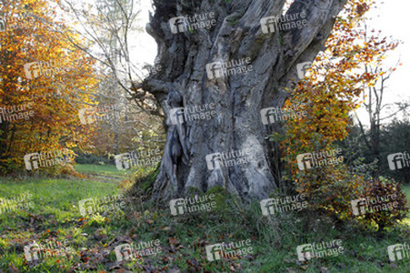 Herbst / Autumn Bodypainting