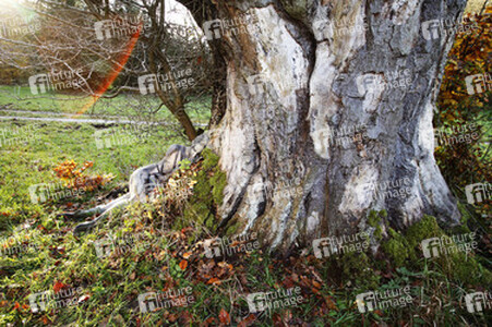 Herbst / Autumn Bodypainting