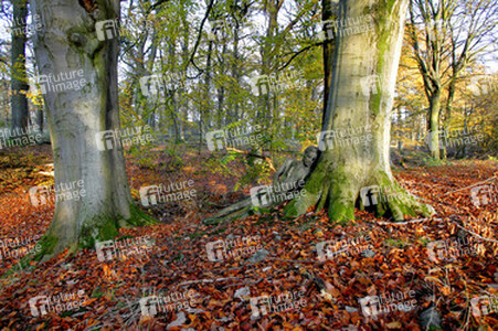 Herbst / Autumn Bodypainting