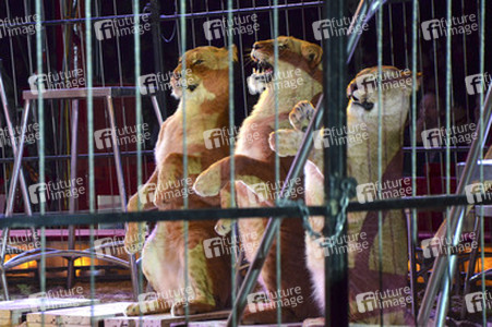 'Evolution' Weltpremiere im Circus Krone, München