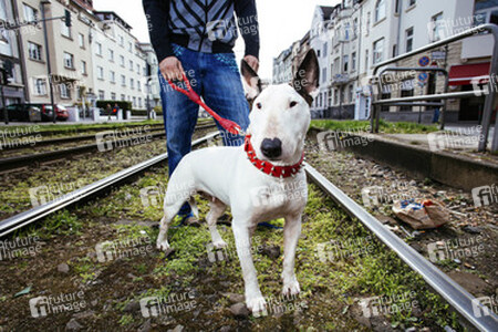 Symbolbild Kampfhund