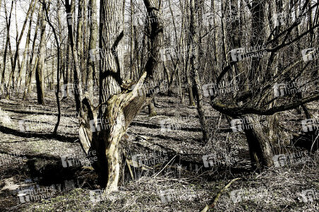 Baum / Tree Body Painting