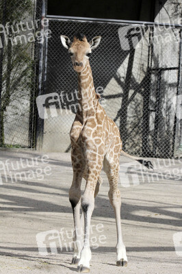 Giraffenunfall im Tierpark Hagenbeck, Hamburg
