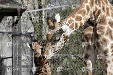 Giraffenunfall im Tierpark Hagenbeck, Hamburg