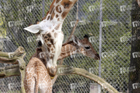 Giraffenunfall im Tierpark Hagenbeck, Hamburg