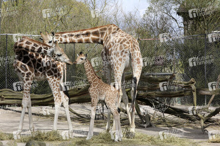 Giraffenunfall im Tierpark Hagenbeck, Hamburg