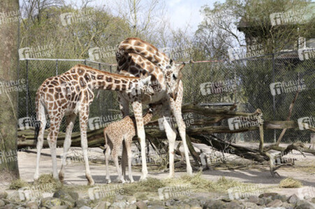Giraffenunfall im Tierpark Hagenbeck, Hamburg