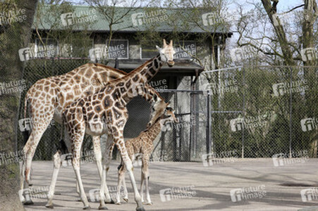 Giraffenunfall im Tierpark Hagenbeck, Hamburg