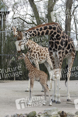 Giraffenunfall im Tierpark Hagenbeck, Hamburg