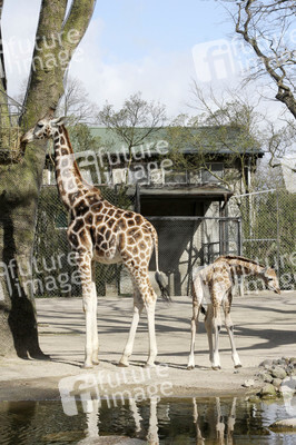 Giraffenunfall im Tierpark Hagenbeck, Hamburg