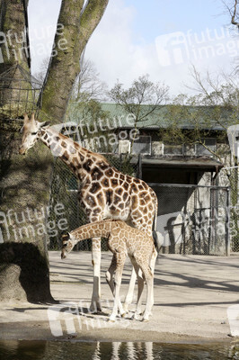 Giraffenunfall im Tierpark Hagenbeck, Hamburg