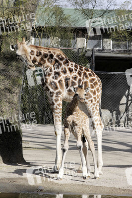 Giraffenunfall im Tierpark Hagenbeck, Hamburg
