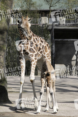 Giraffenunfall im Tierpark Hagenbeck, Hamburg