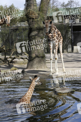 Giraffenunfall im Tierpark Hagenbeck, Hamburg