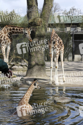 Giraffenunfall im Tierpark Hagenbeck, Hamburg