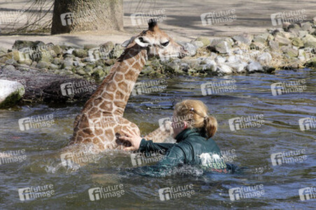Giraffenunfall im Tierpark Hagenbeck, Hamburg