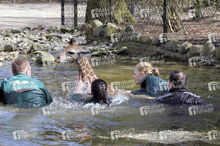Giraffenunfall im Tierpark Hagenbeck, Hamburg