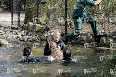 Giraffenunfall im Tierpark Hagenbeck, Hamburg