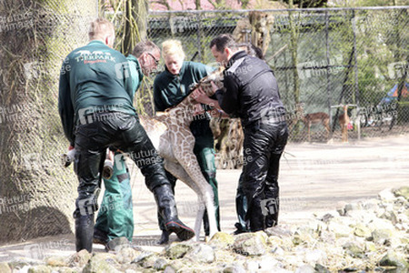 Giraffenunfall im Tierpark Hagenbeck, Hamburg