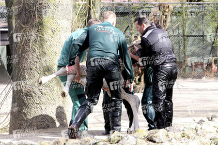 Giraffenunfall im Tierpark Hagenbeck, Hamburg