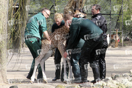 Giraffenunfall im Tierpark Hagenbeck, Hamburg