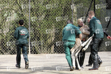 Giraffenunfall im Tierpark Hagenbeck, Hamburg