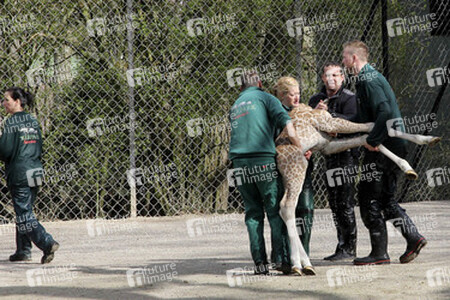 Giraffenunfall im Tierpark Hagenbeck, Hamburg