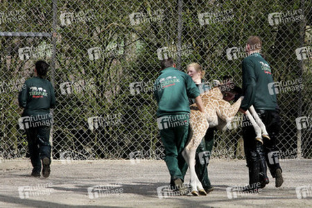 Giraffenunfall im Tierpark Hagenbeck, Hamburg