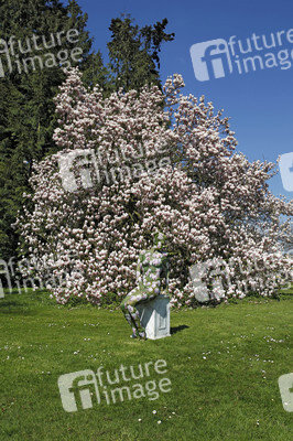 Magnolien / Magnolias Body Painting