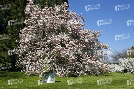 Magnolien / Magnolias Body Painting