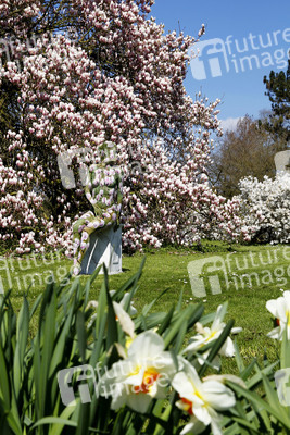 Magnolien / Magnolias Body Painting