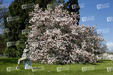 Magnolien / Magnolias Body Painting