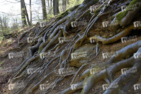 Baumwurzel / Tree Root Body Painting