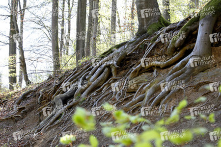 Baumwurzel / Tree Root Body Painting