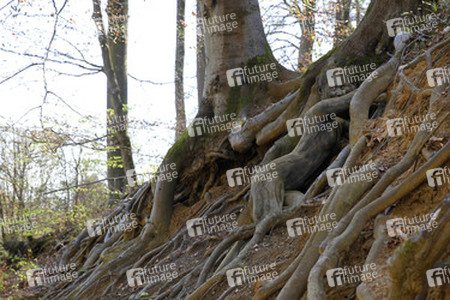 Baumwurzel / Tree Root Body Painting