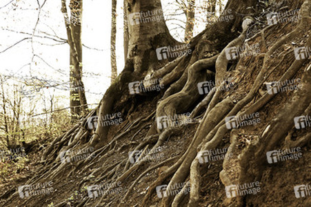 Baumwurzel / Tree Root Body Painting