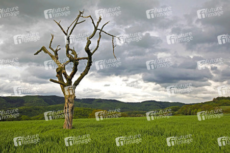 Nature Art: Abgestorbener Baum / Dead Tree Body Painting
