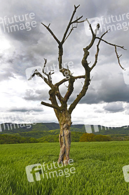 Nature Art: Abgestorbener Baum / Dead Tree Body Painting