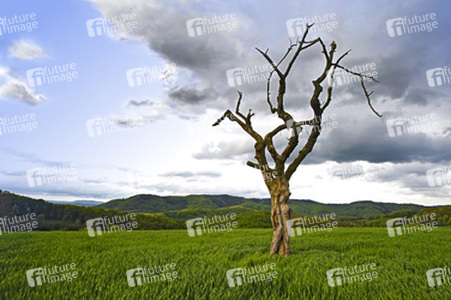 Nature Art: Abgestorbener Baum / Dead Tree Body Painting
