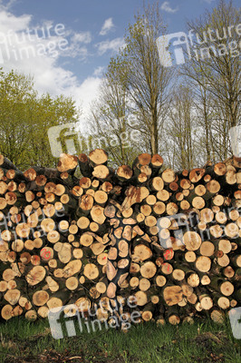 NATURE ART: Holzstoß / Woodpile Body Painting