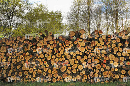 NATURE ART: Holzstoß / Woodpile Body Painting