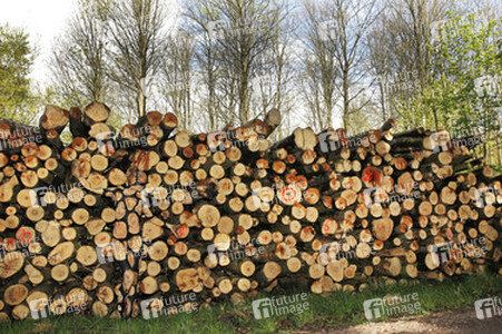 NATURE ART: Holzstoß / Woodpile Body Painting
