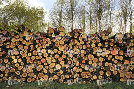 NATURE ART: Holzstoß / Woodpile Body Painting