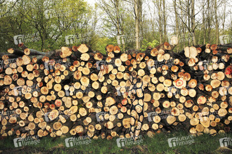 NATURE ART: Holzstoß / Woodpile Body Painting