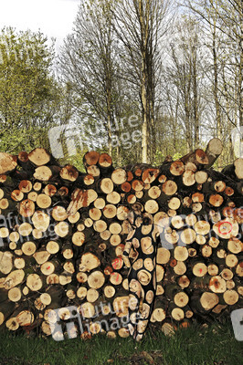 NATURE ART: Holzstoß / Woodpile Body Painting