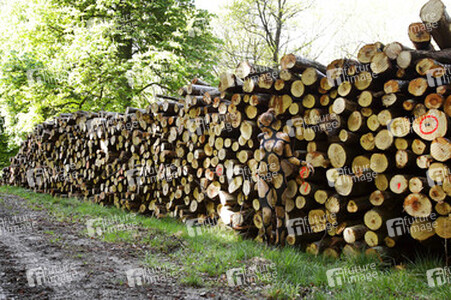 NATURE ART: Holzstoß / Woodpile Body Painting