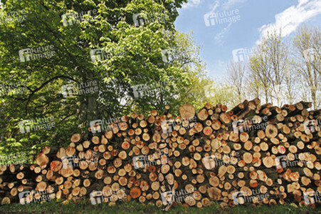 NATURE ART: Holzstoß / Woodpile Body Painting