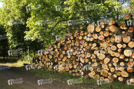 NATURE ART: Holzstoß / Woodpile Body Painting