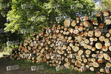 NATURE ART: Holzstoß / Woodpile Body Painting